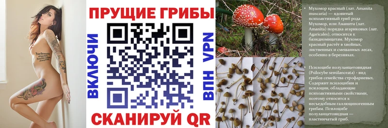 Псилоцибиновые грибы Psilocybine cubensis Усть-Кут